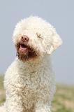 LAGOTTO 134
